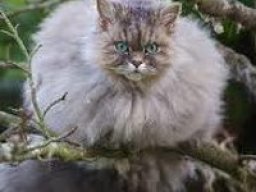 selkirk_rex_20211211_1947311016